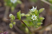 David Plant Photography - Wildlife Photography - Common chickweed - A