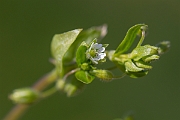 David Plant Photography - Wildlife Photography - Common chickweed - D