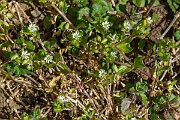 David Plant Photography - Wildlife Photography - Common chickweed - F