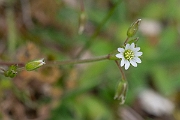 David Plant Photography - Wildlife Photography - Common mouse-ear - E