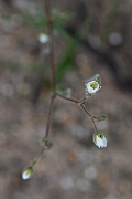David Plant Photography - Wildlife Photography - Corn spurrey - C