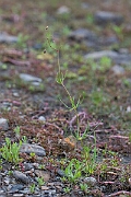 David Plant Photography - Wildlife Photography - Corn spurrey - E