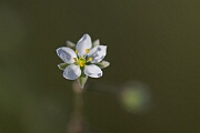 David Plant Photography - Wildlife Photography - Corn spurrey - F