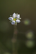 David Plant Photography - Wildlife Photography - Corn spurrey - H