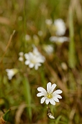David Plant Photography - Wildlife Photography - Field mouse-ear - A