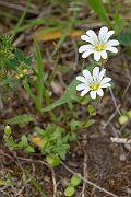 David Plant Photography - Wildlife Photography - Field mouse-ear - E