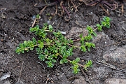David Plant Photography - Wildlife Photography - Fringed rupturewort - A