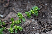 David Plant Photography - Wildlife Photography - Fringed rupturewort - B