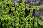 David Plant Photography - Wildlife Photography - Fringed rupturewort - E