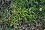 David Plant Photography - Wildlife Photography - Fringed rupturewort - F