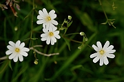 David Plant Photography - Wildlife Photography - Greater stitchwort - A