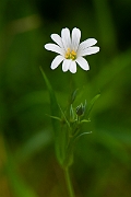 David Plant Photography - Wildlife Photography - Greater stitchwort - B