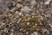 David Plant Photography - Wildlife Photography - Heath pearlwort - B