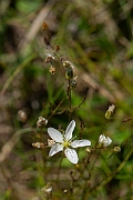 David Plant Photography - Wildlife Photography - Knotted pearlwort - A