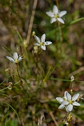 David Plant Photography - Wildlife Photography - Knotted pearlwort - C