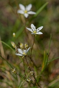 David Plant Photography - Wildlife Photography - Knotted pearlwort - D