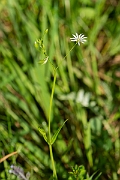 David Plant Photography - Wildlife Photography - Lesser stitchwort - A