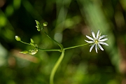 David Plant Photography - Wildlife Photography - Lesser stitchwort - C