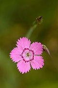 David Plant Photography - Wildlife Photography - Maiden pink - A