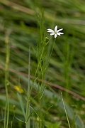 David Plant Photography - Wildlife Photography - Marsh stitchwort - A