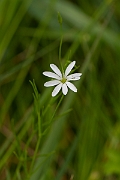 David Plant Photography - Wildlife Photography - Marsh stitchwort - B