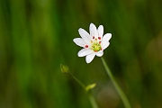 David Plant Photography - Wildlife Photography - Marsh stitchwort - E
