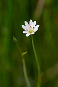David Plant Photography - Wildlife Photography - Marsh stitchwort - F