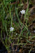 David Plant Photography - Wildlife Photography - Marsh stitchwort - G
