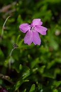 David Plant Photography - Wildlife Photography - Moss campion - B