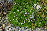 David Plant Photography - Wildlife Photography - Moss campion - C