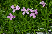 David Plant Photography - Wildlife Photography - Moss campion - E