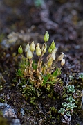 David Plant Photography - Wildlife Photography - Mountain sandwort - A