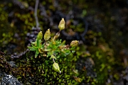David Plant Photography - Wildlife Photography - Mountain sandwort - C