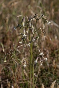 David Plant Photography - Wildlife Photography - Nottingham catchfly - G