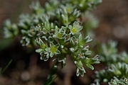 David Plant Photography - Wildlife Photography - Perennial knawel - H
