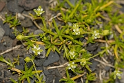 David Plant Photography - Wildlife Photography - Procumbent pearlwort - A