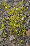 David Plant Photography - Wildlife Photography - Procumbent pearlwort - B