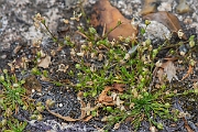 David Plant Photography - Wildlife Photography - Procumbent pearlwort - C