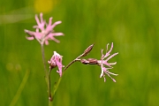 David Plant Photography - Wildlife Photography - Ragged robin - B
