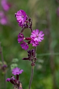 David Plant Photography - Wildlife Photography - Red campion - A