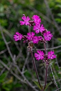 David Plant Photography - Wildlife Photography - Red campion - B