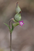 David Plant Photography - Wildlife Photography - Sand catchfly - C