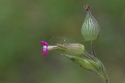 David Plant Photography - Wildlife Photography - Sand catchfly - D