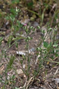 David Plant Photography - Wildlife Photography - Sand catchfly - F