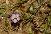 David Plant Photography - Wildlife Photography - Sand spurrey - A