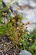 David Plant Photography - Wildlife Photography - Scottish pearlwort - A
