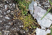 David Plant Photography - Wildlife Photography - Scottish pearlwort - B