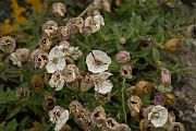 David Plant Photography - Wildlife Photography - Sea campion - A
