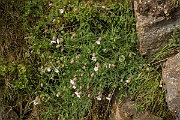 David Plant Photography - Wildlife Photography - Sea campion - C