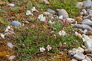 David Plant Photography - Wildlife Photography - Sea campion - E